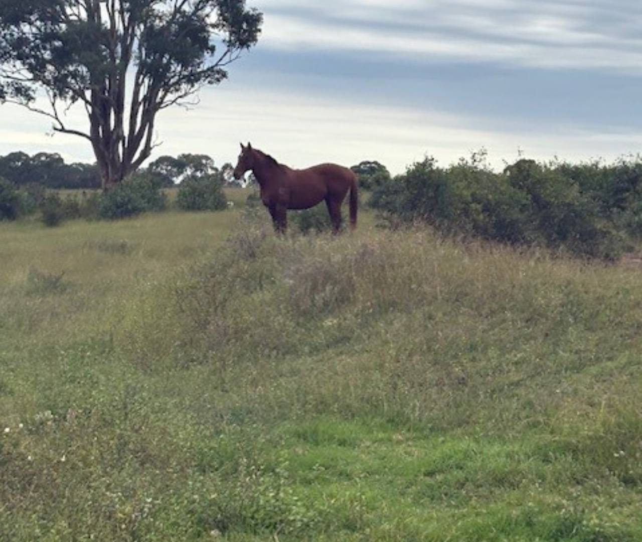 Brown horse standing in a grassy field