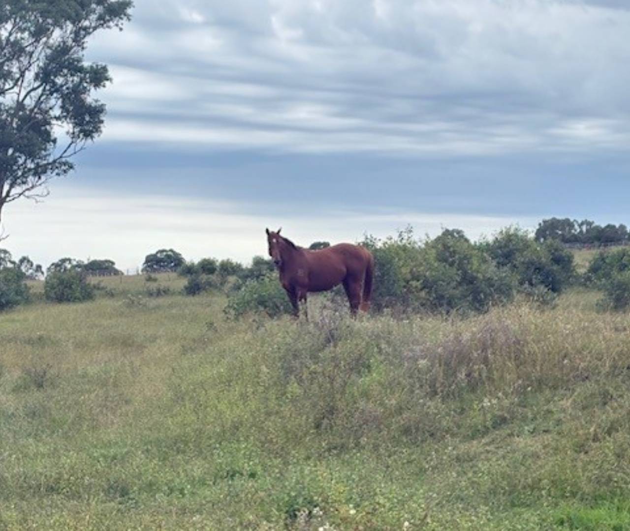 Brown horse in grassy field under cloudy sky