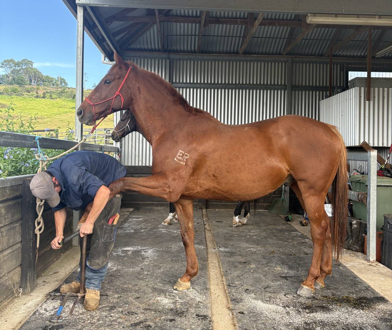Farrier trimming chestnut horse's hoof in stable
