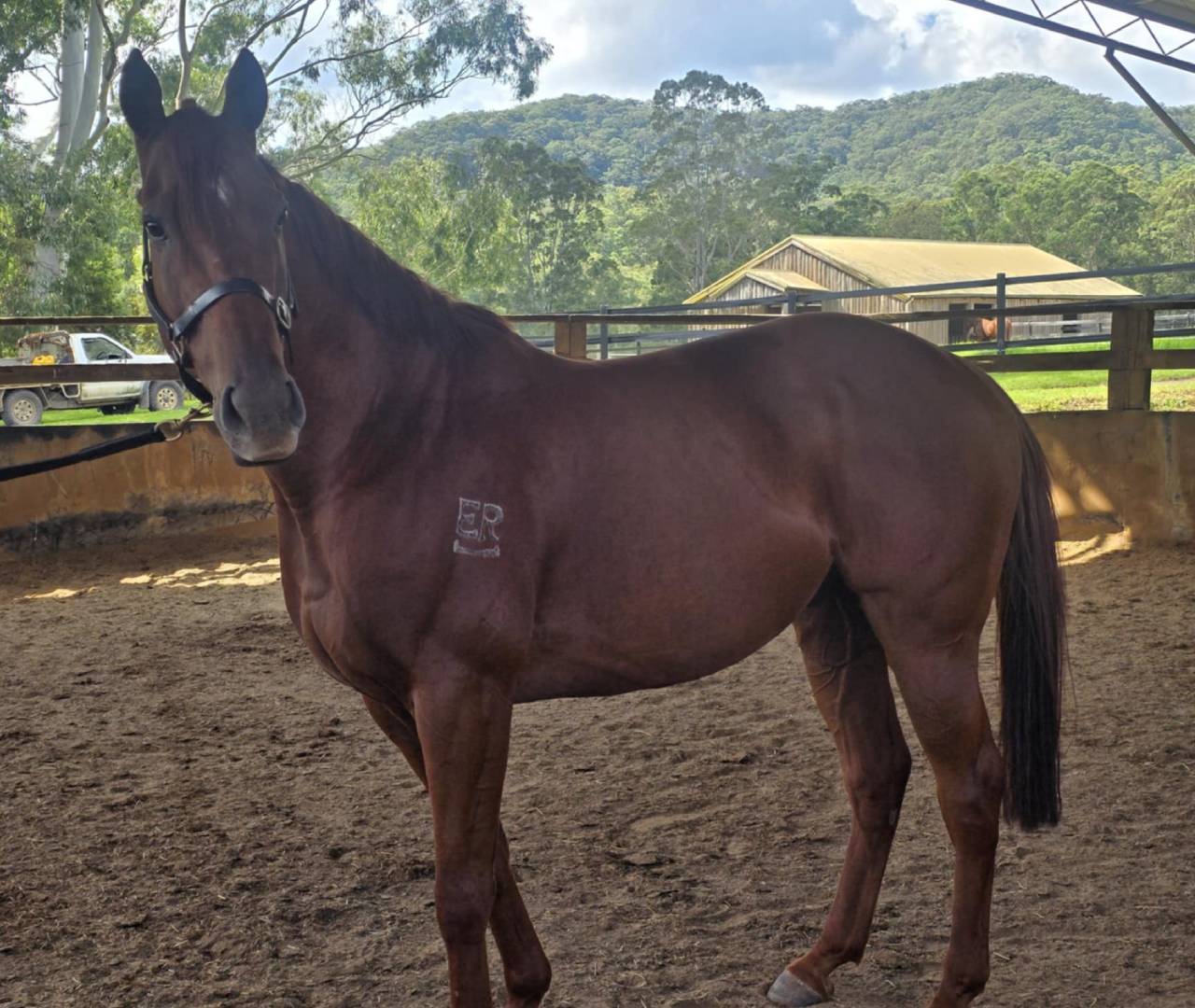 Brown horse standing in riding arena