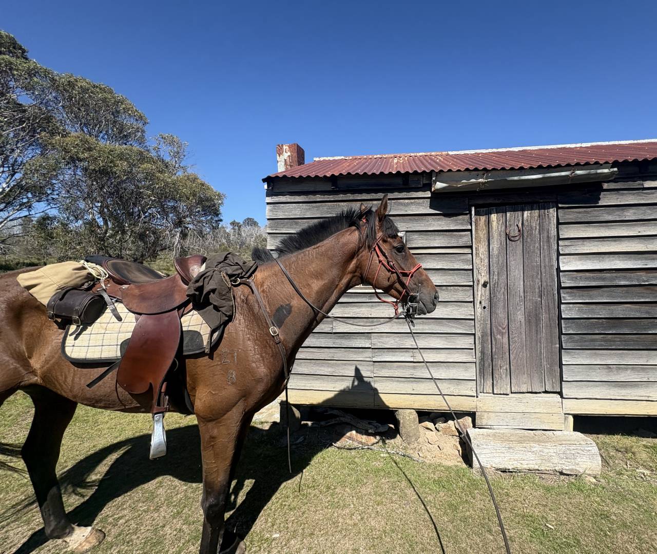 Saddled brown horse beside rustic wooden shed
