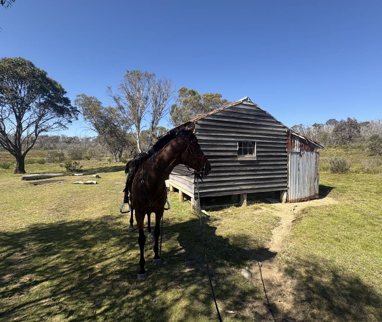Brown horse tied beside rustic wooden shed