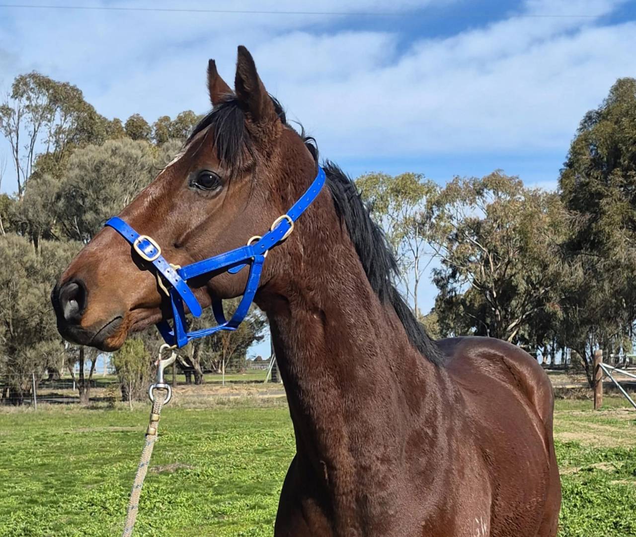 Brown horse wearing blue halter in pasture