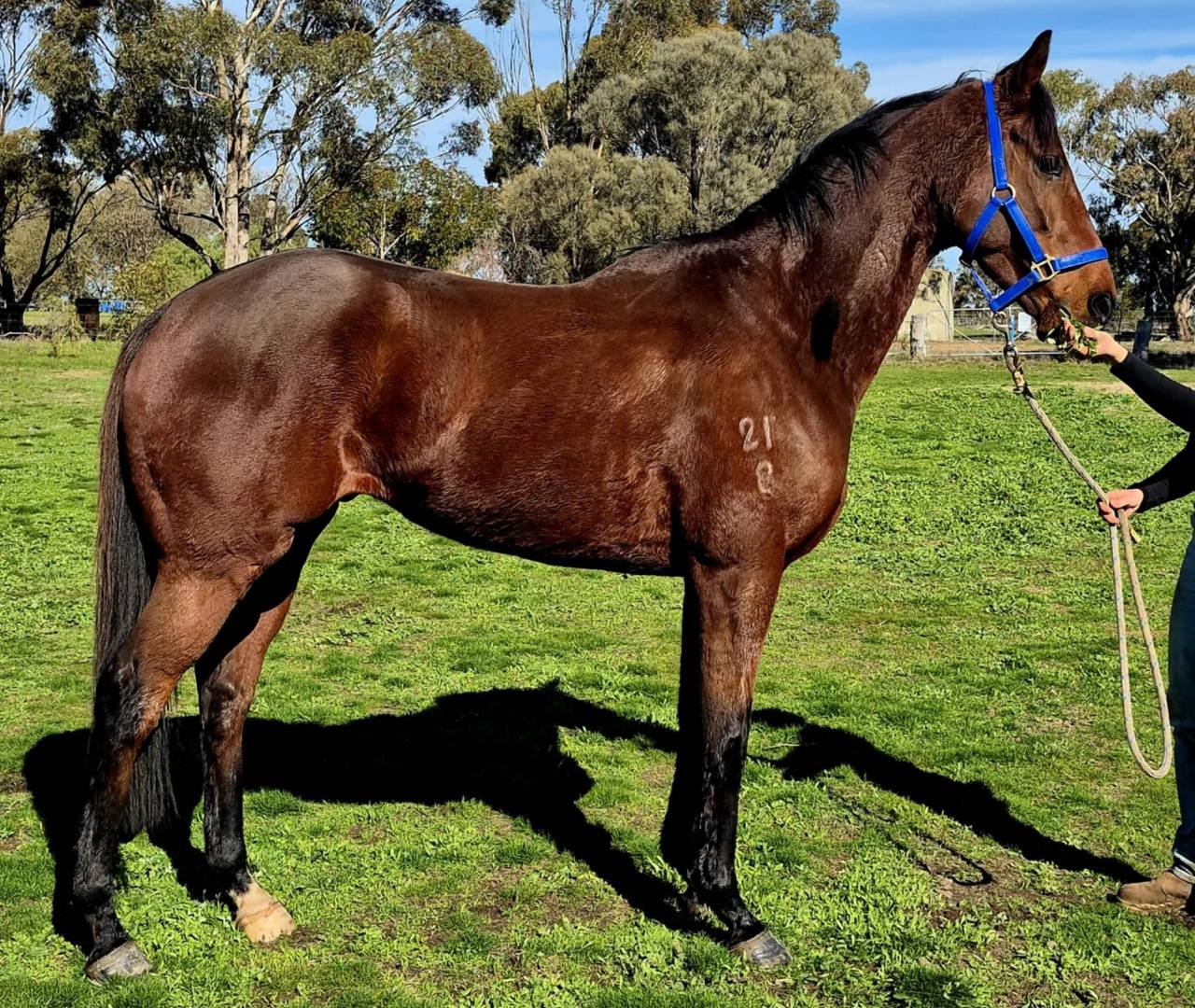 Brown horse wearing blue halter in pasture