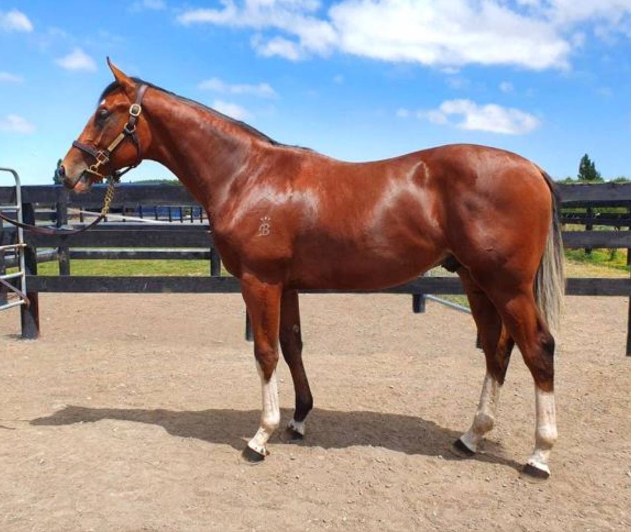 Chestnut horse standing in sunlit paddock