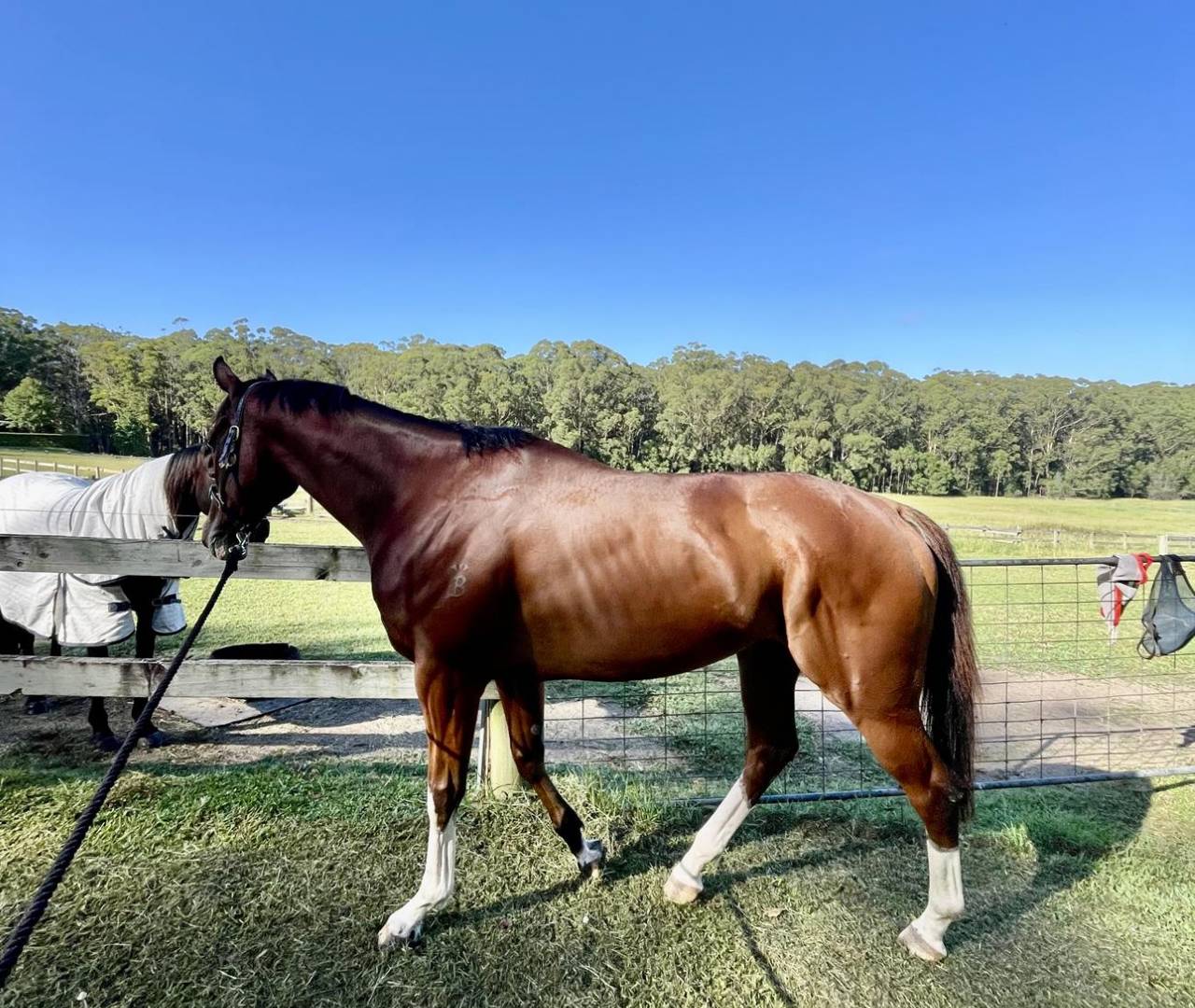 Bay horse with white socks in paddock