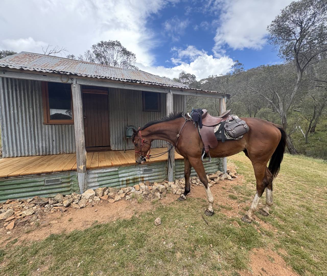 Saddled horse standing outside corrugated metal cabin
