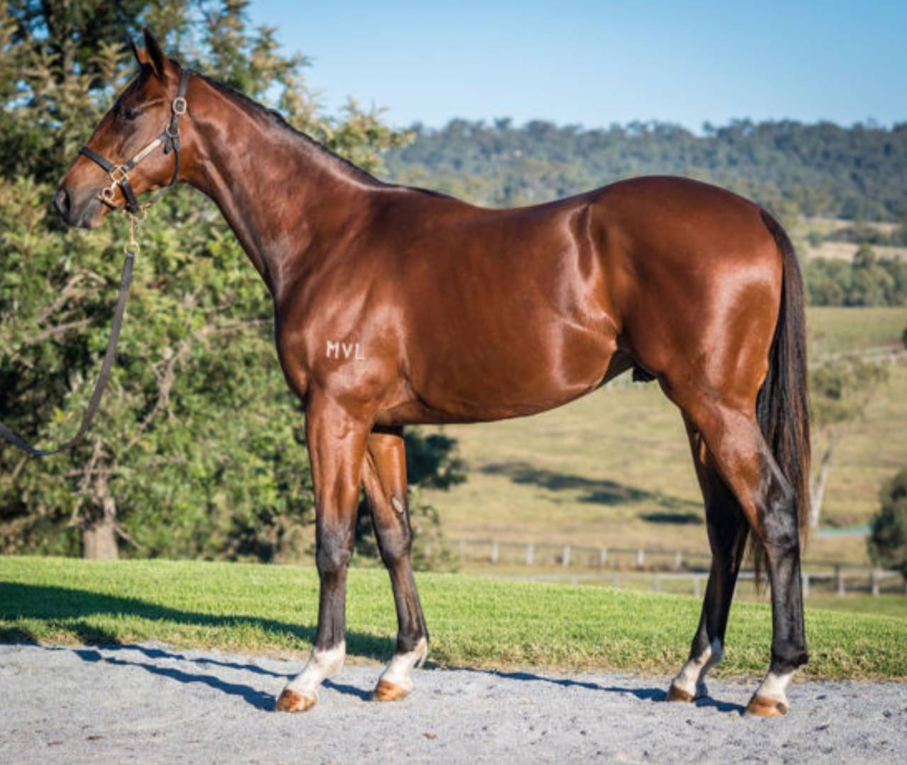 Bay horse standing in field, side profile
