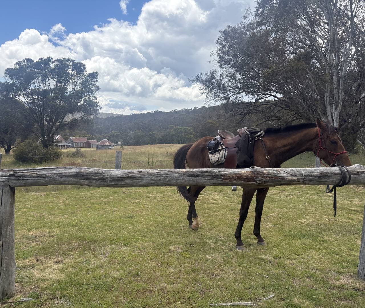 Saddled brown horse tied to wooden fence