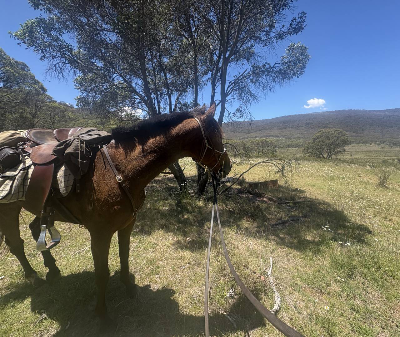 Saddled horse standing under tree in meadow