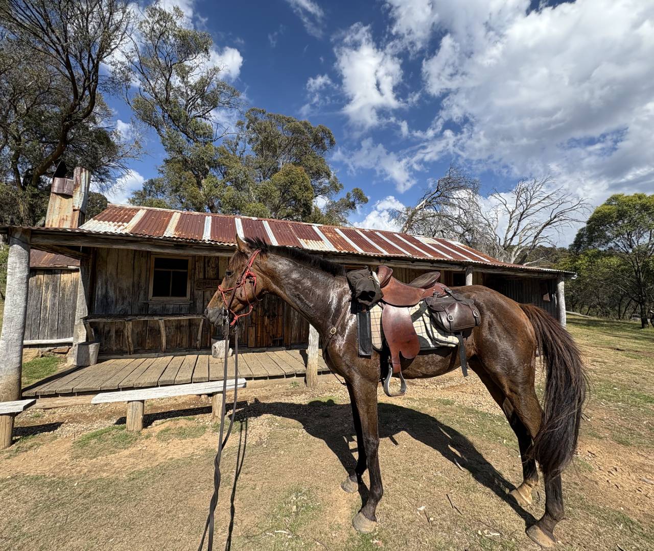 Saddled horse standing by rustic wooden cabin