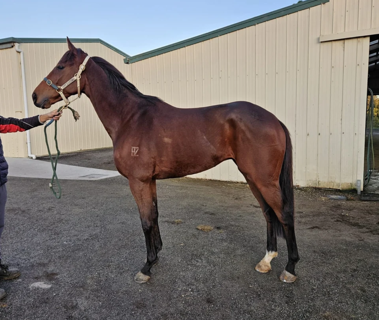 Haltered bay horse standing near barn