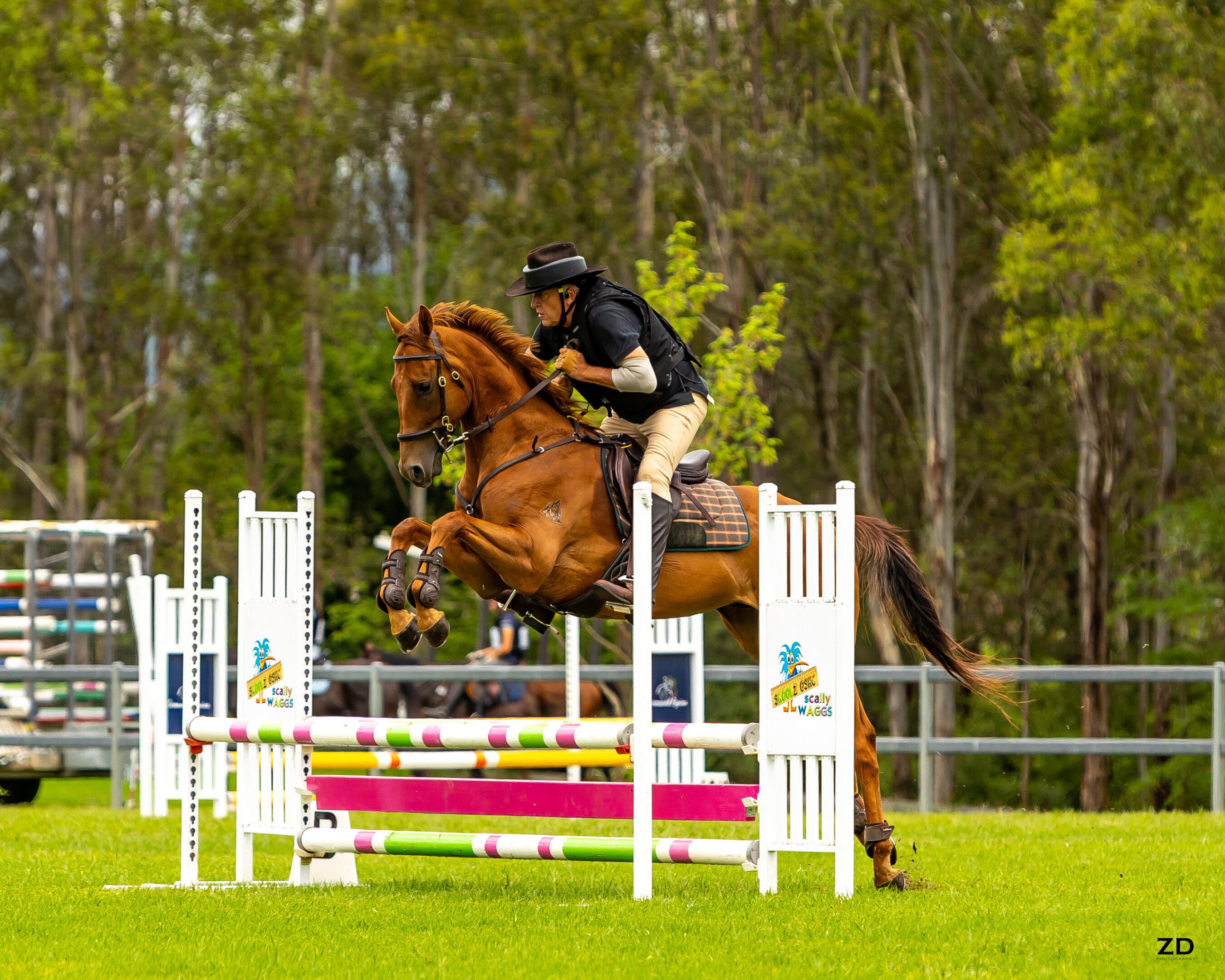Rider jumping chestnut horse over show jump