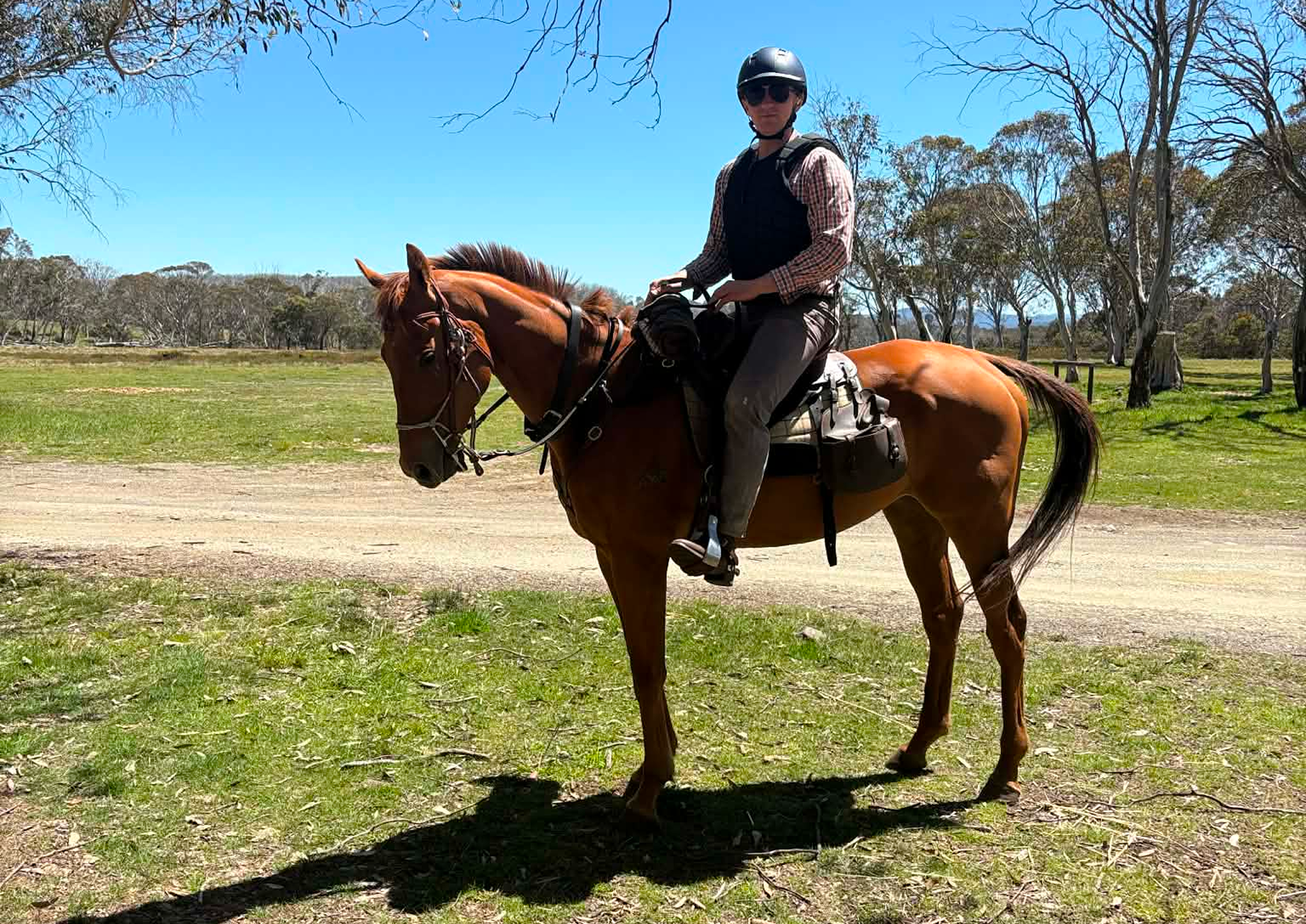 Horseback rider on chestnut horse in field