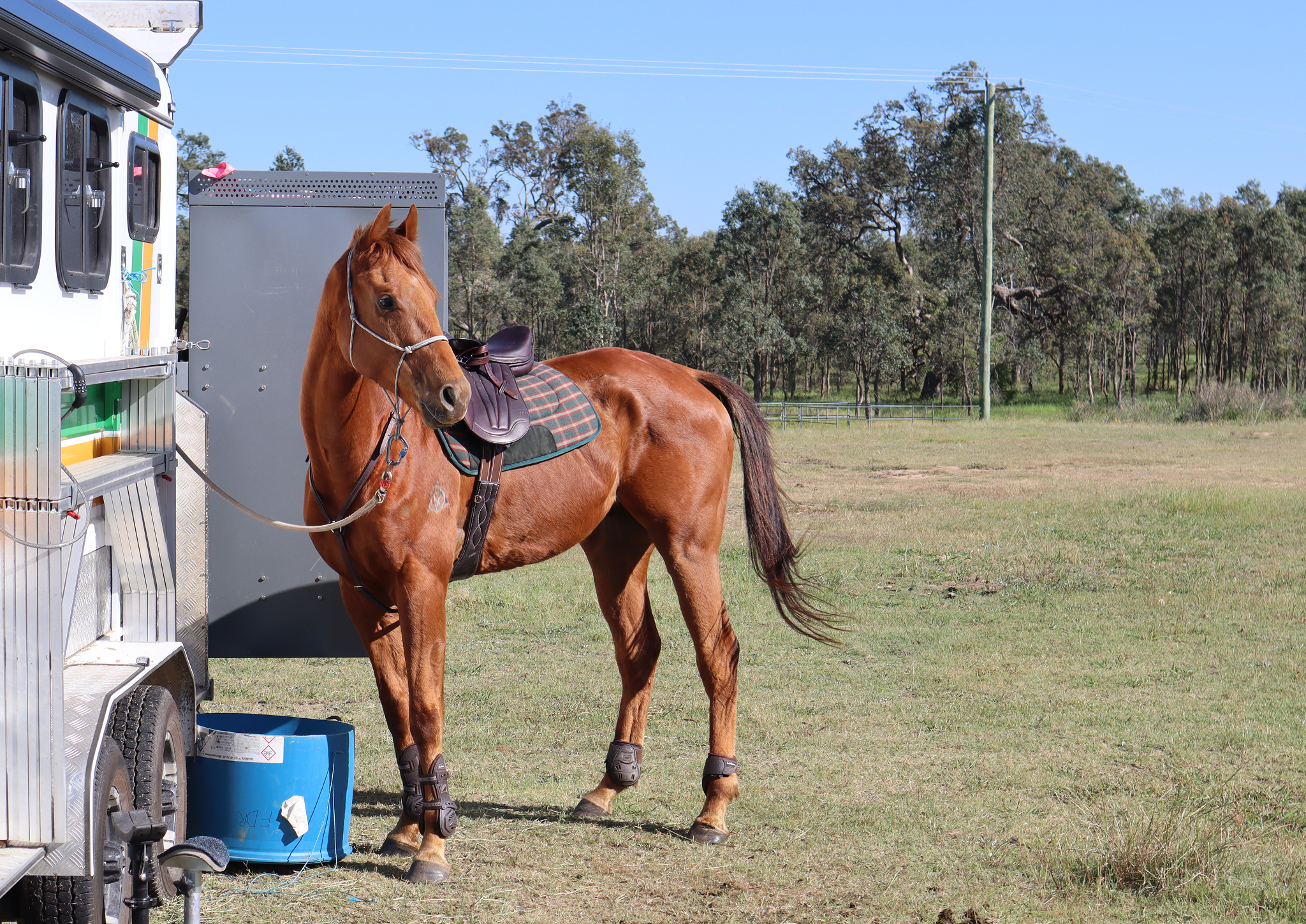 Saddled chestnut horse tied to trailer