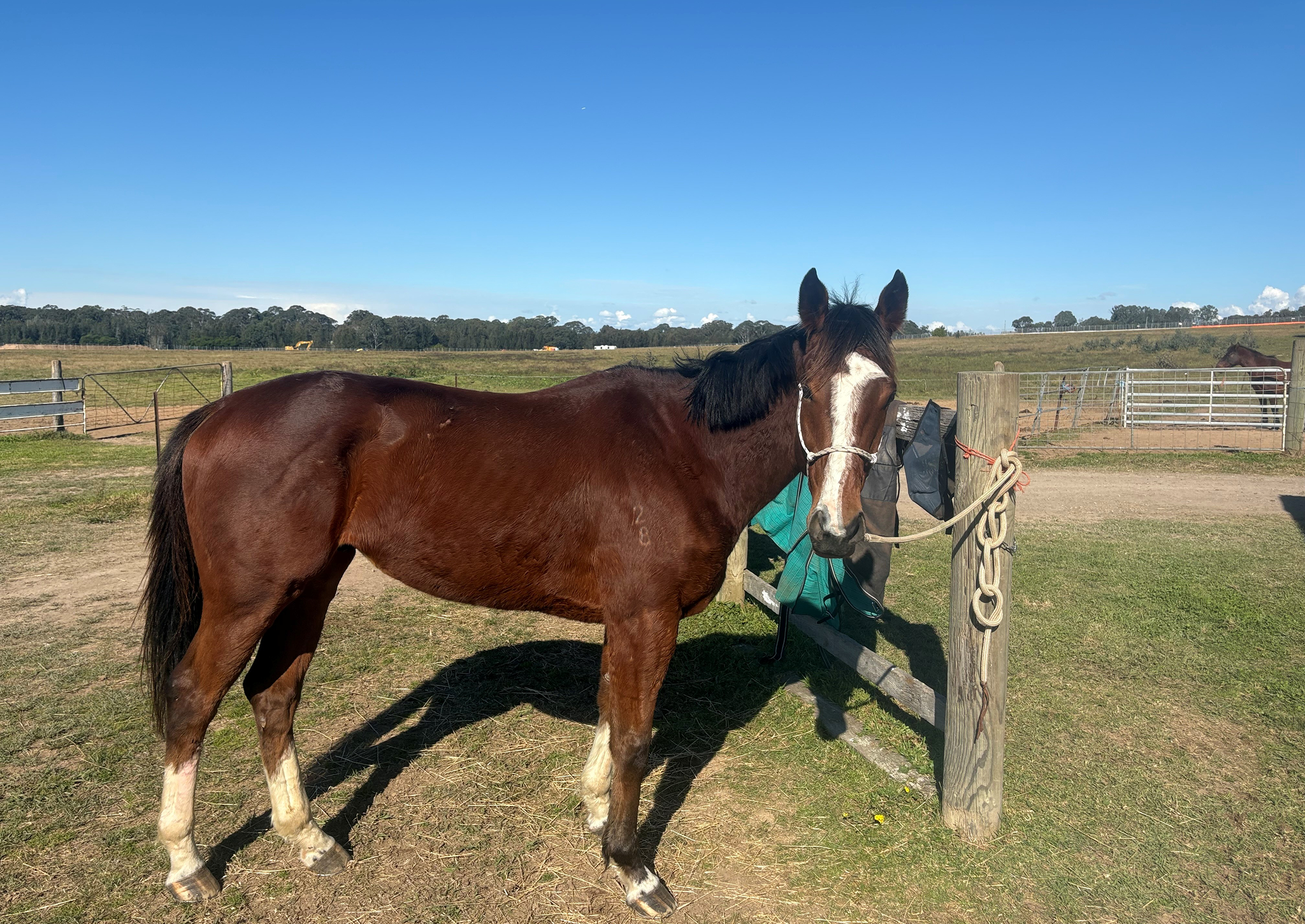 Brown horse with white blaze tied to fence