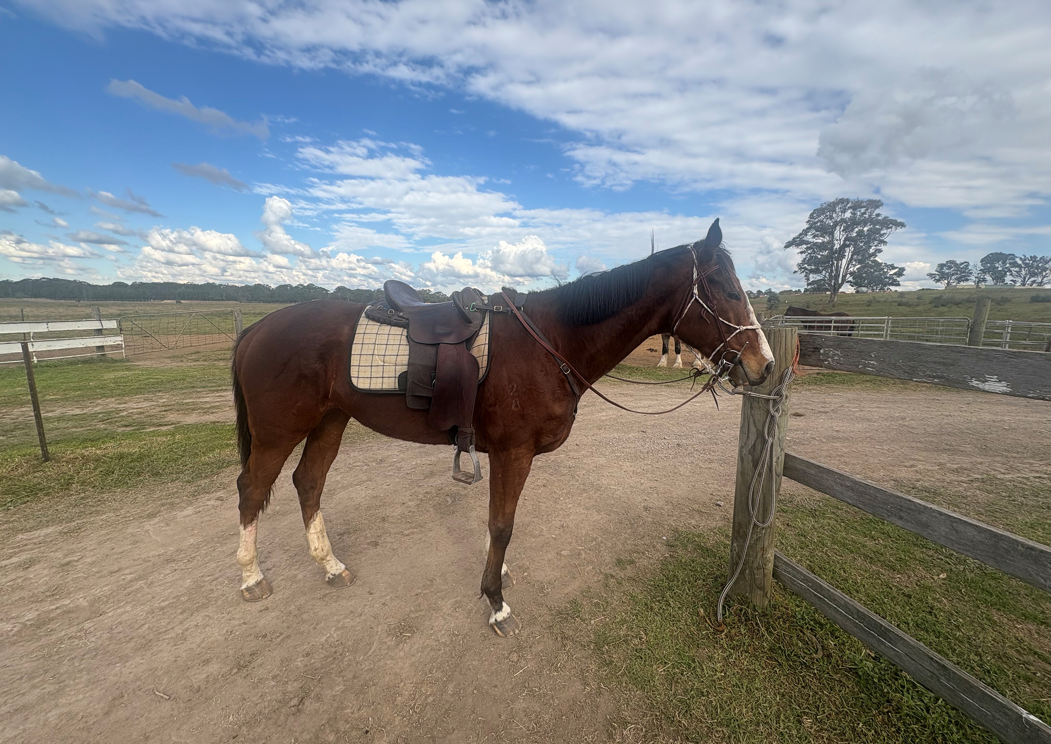 Saddled brown horse tied to fence post