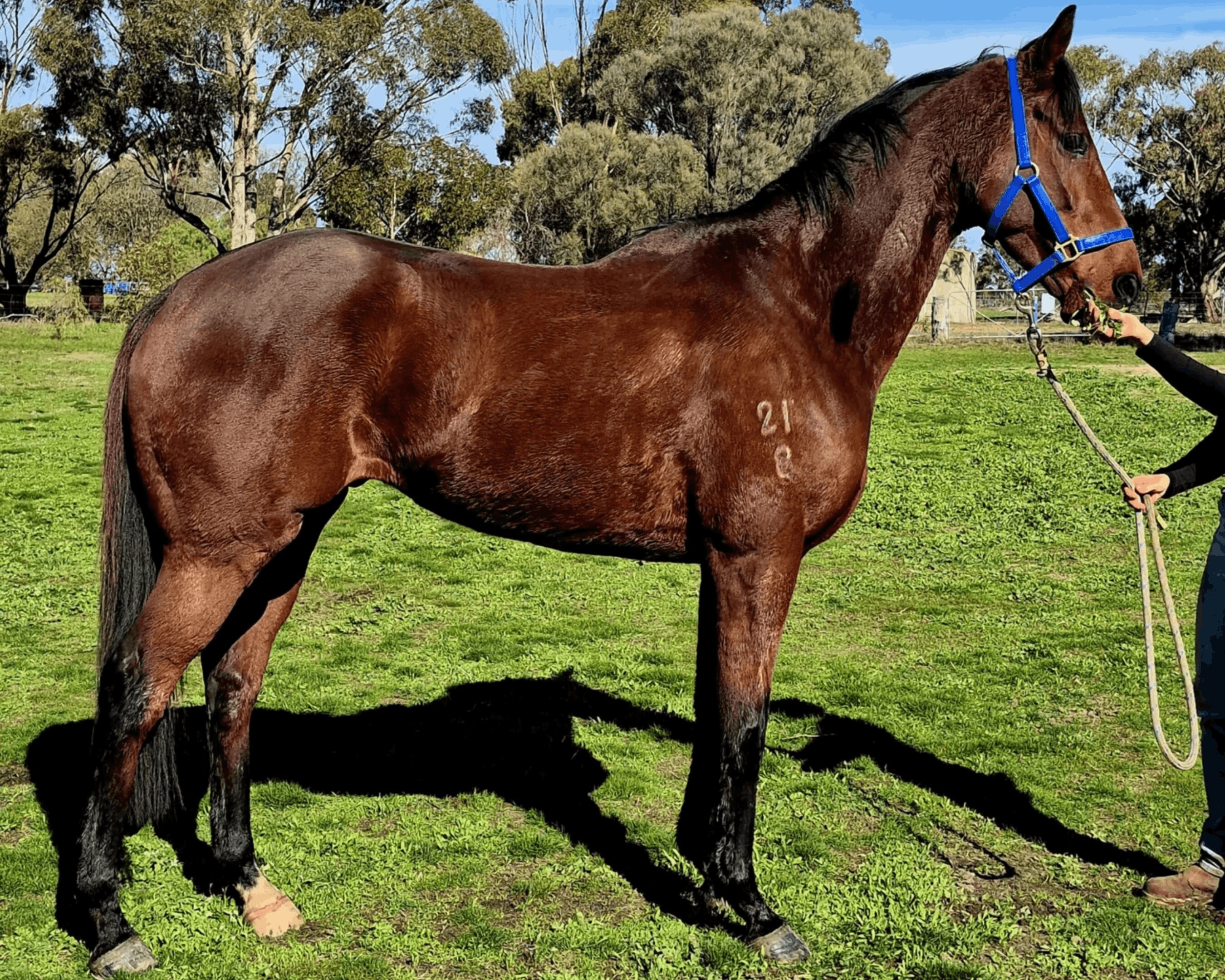 Brown horse wearing blue halter in field