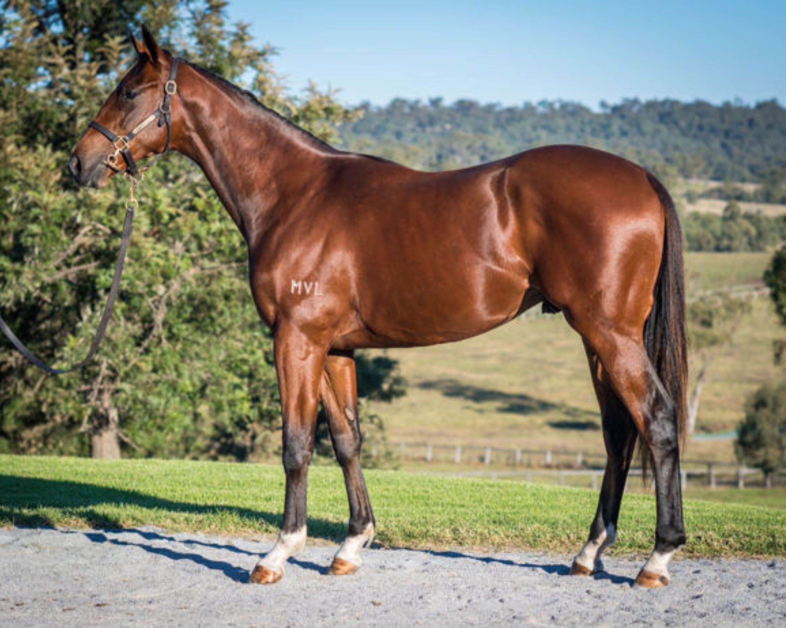 Glossy bay Thoroughbred standing in pasture