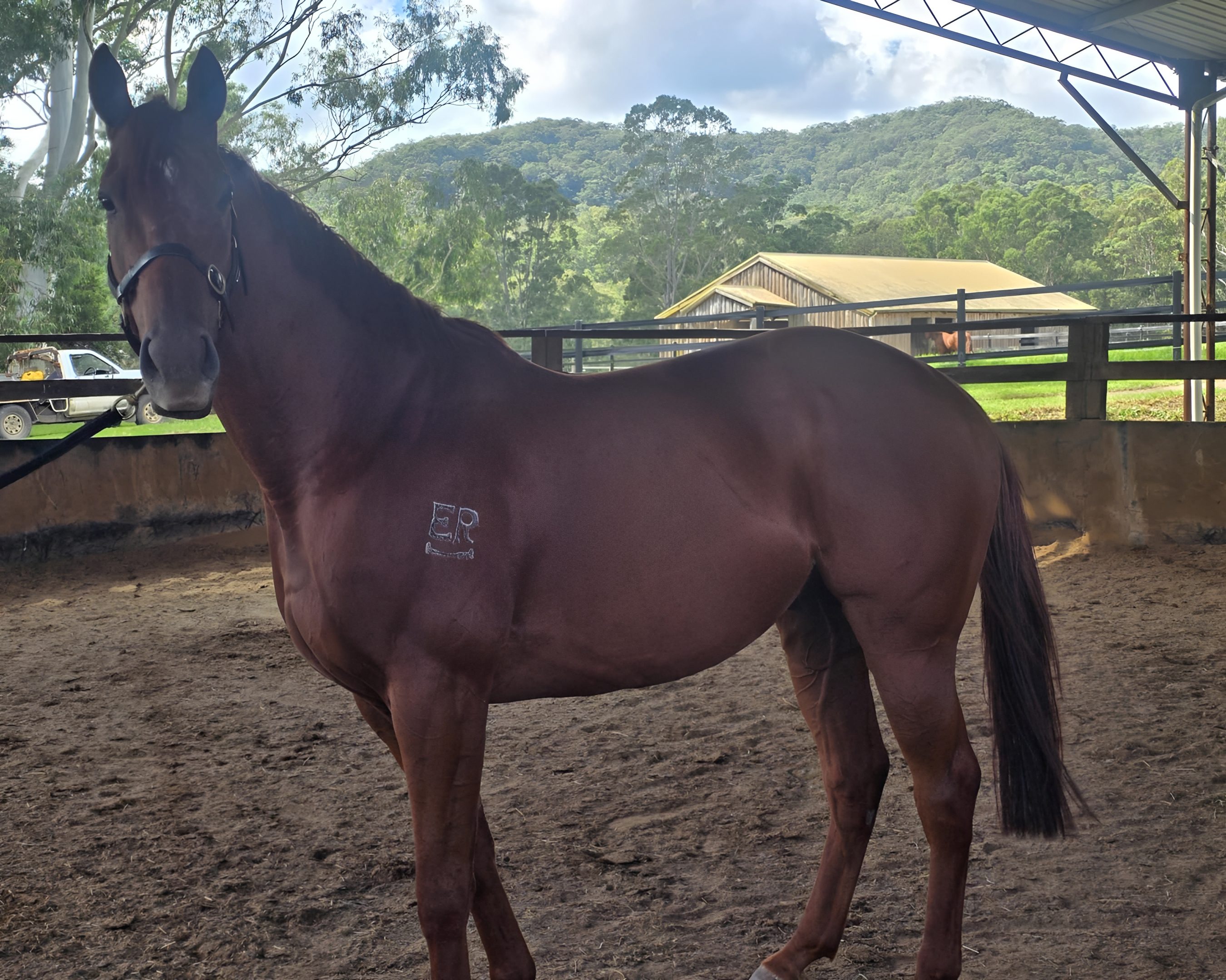 Brown horse standing in covered riding arena