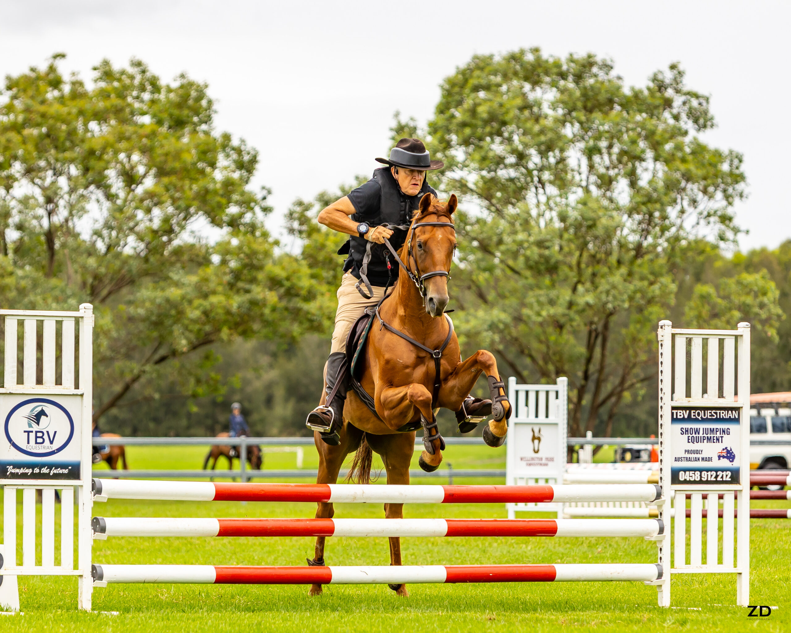 Equestrian jumping chestnut horse over show jump
